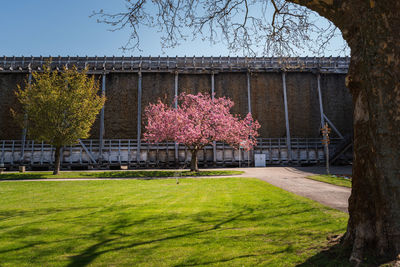 View of flowering trees in park