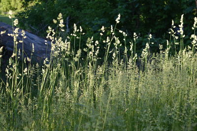 Plants growing on field