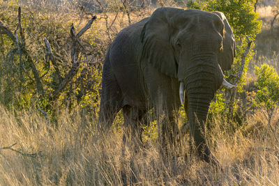 African elephant standing on grassy field