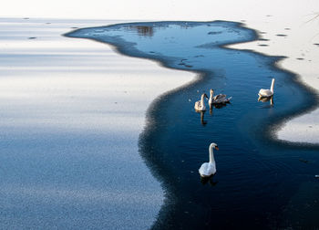 High angle view of swans on an icy lake