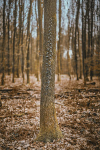 View of tree trunk in forest