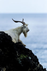 Mountain goat sitting on rock against sea