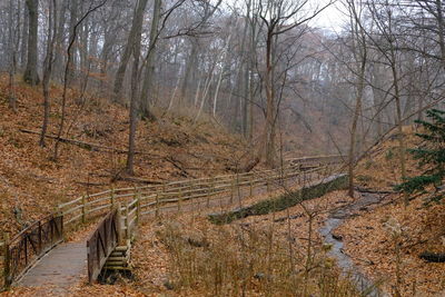 Bare trees in forest during autumn