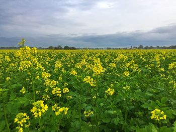 Scenic view of oilseed rape field against sky