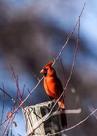 Red cardinal bird perched on fencepost against nicely blurred background. 