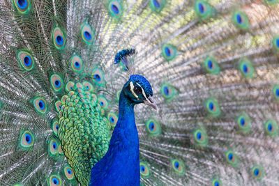 Close-up of fanned out peacock