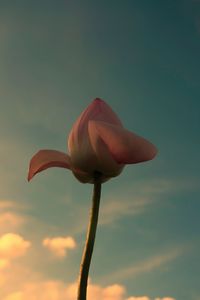 Close-up of red lily against sky