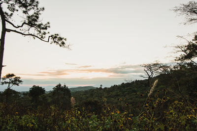 Scenic view of field against clear sky during sunset