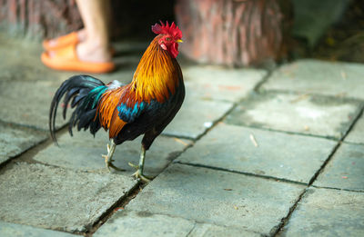 Rooster on footpath