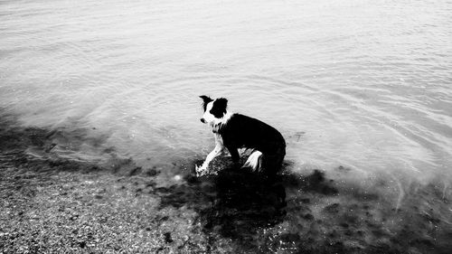 High angle view of dog in water