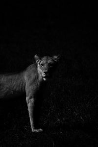 Lioness standing on field at night