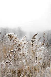 Scenic view of field against sky during winter