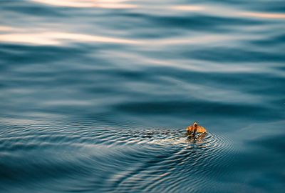 Sigle mayfly on water at sunset