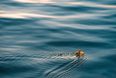 High angle view of man swimming in lake