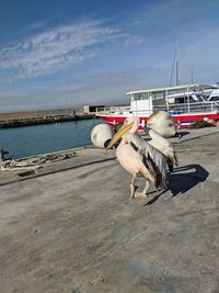 Seagull perching on a boat