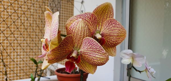 Close-up of pink orchid on plant