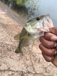 Cropped hand holding fish