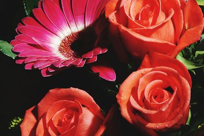 Close-up of roses blooming outdoors