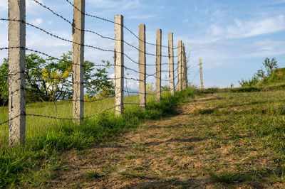 Trees growing on field against sky