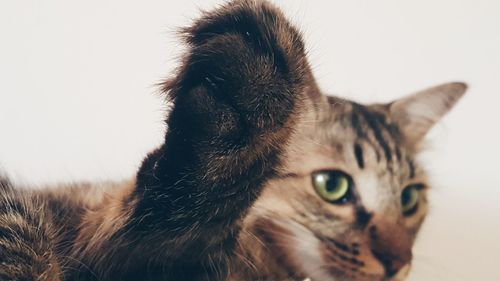 Close-up of cat against white background