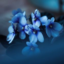 Close-up of blue flowering plant