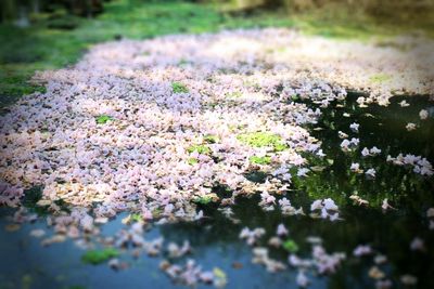 View of flowers growing in park