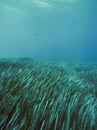 Seaweed field