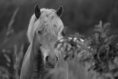 Close-up of a horse