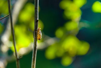 Close-up of insect on plant