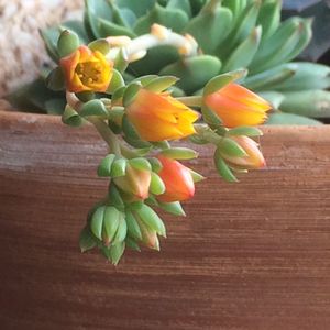 Close-up of wooden flower