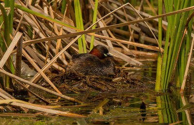 View of bird in nest