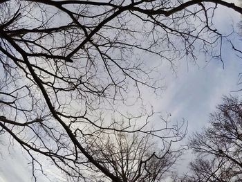 Low angle view of bare trees against sky