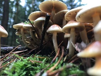 Close-up of mushrooms