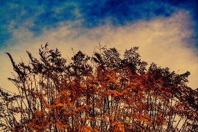 Low angle view of plants against sky