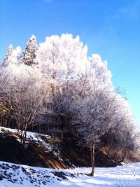 Close-up of snow on tree against sky