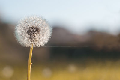 Close-up of dandelion against blurred background