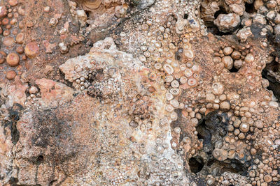 Close-up of a lizard on rock