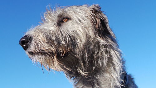 Close-up of dog against clear sky