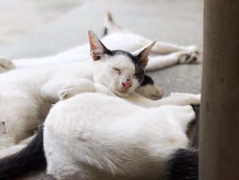 Close-up of cat lying down