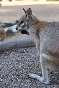 Close-up of cat