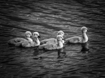 Swans swimming in lake black and white 