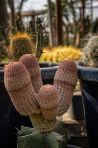 Close-up of succulent plant on field