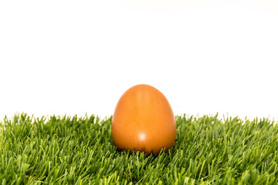 Close-up of eggs on field against clear sky