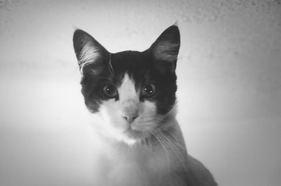 pets, domestic animals, one animal, animal themes, looking at camera, portrait, indoors, mammal, domestic cat, cat, studio shot, white background, close-up, animal head, staring, feline, alertness, animal eye, front view, whisker