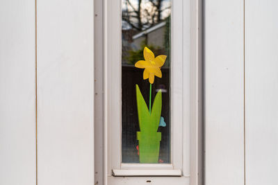 Close-up of yellow flower pot by window