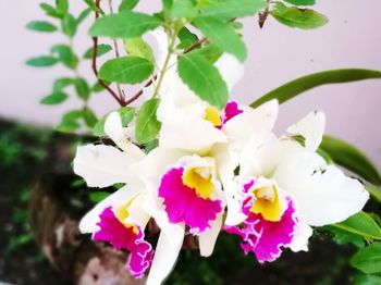 Close-up of pink flowers