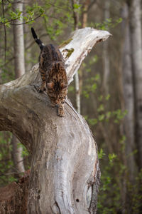 Close-up of a bird on tree trunk