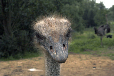 Close-up of ostrich on field