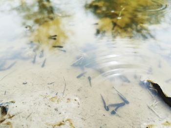 High angle view of fish on beach