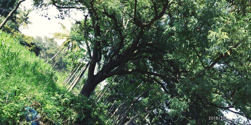 Low angle view of trees in forest